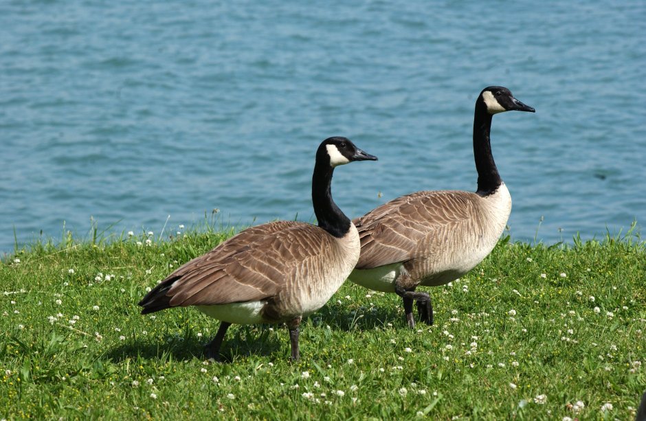 Nene, Hawaiian Goose PNG