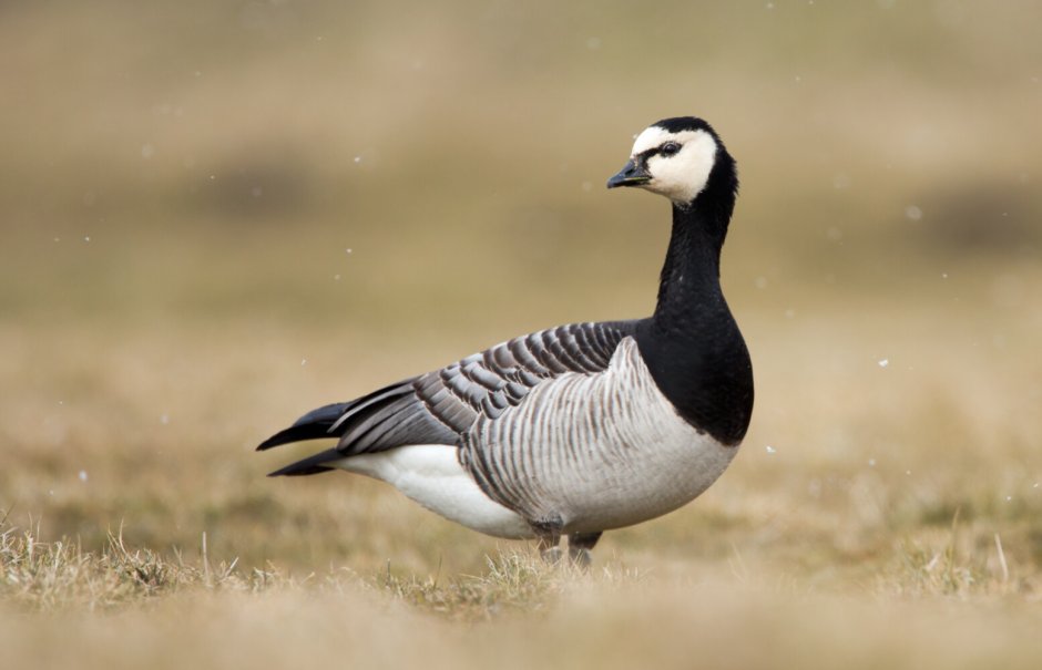Белощёкая казарка Branta leucopsis