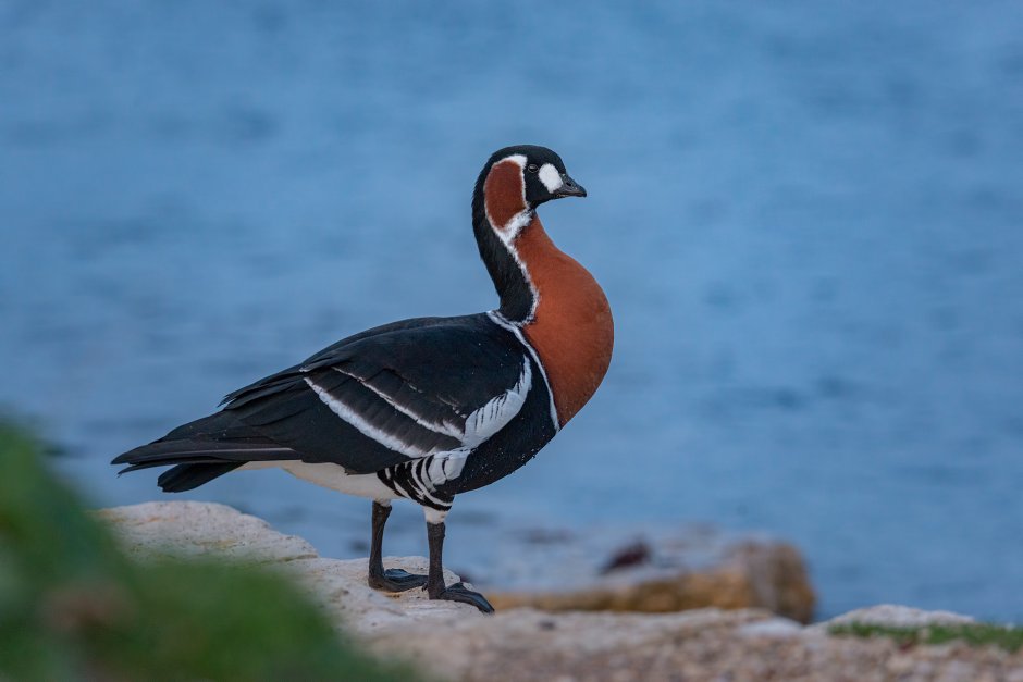 Goiter of Goose