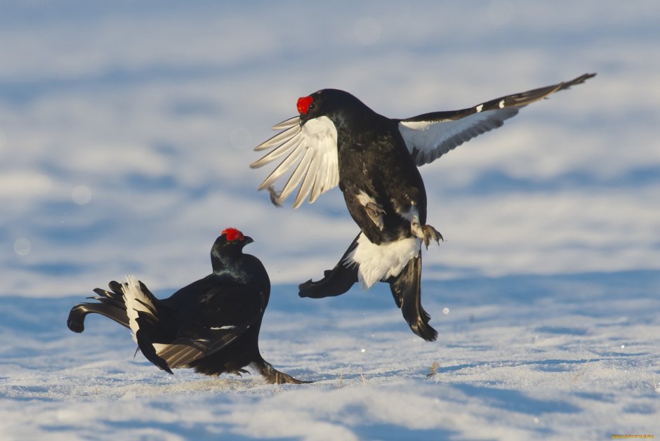 Глухарь - Capercaillie
