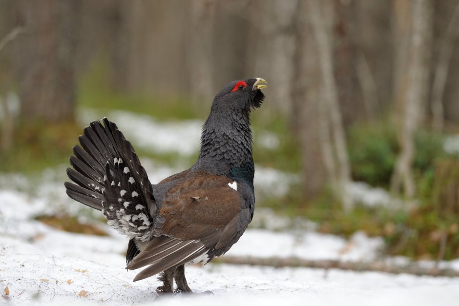 Archibald Thorburn птицы осень
