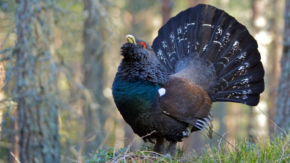 Глухарь (Tetrao urogallus)