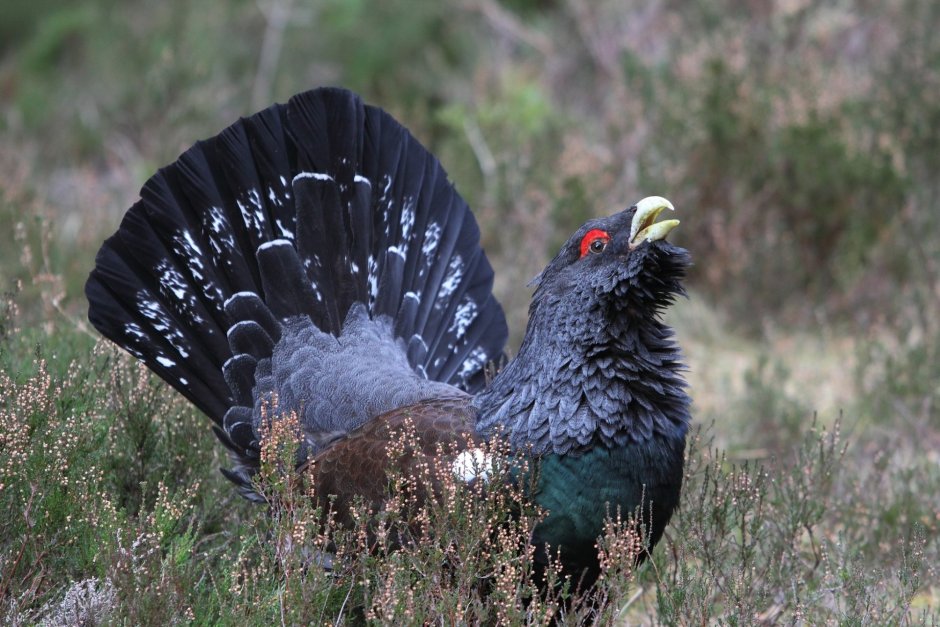 Black-billed Capercaillie