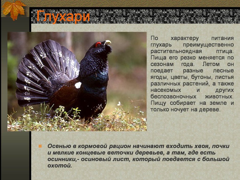 Глухарь птица фото самец