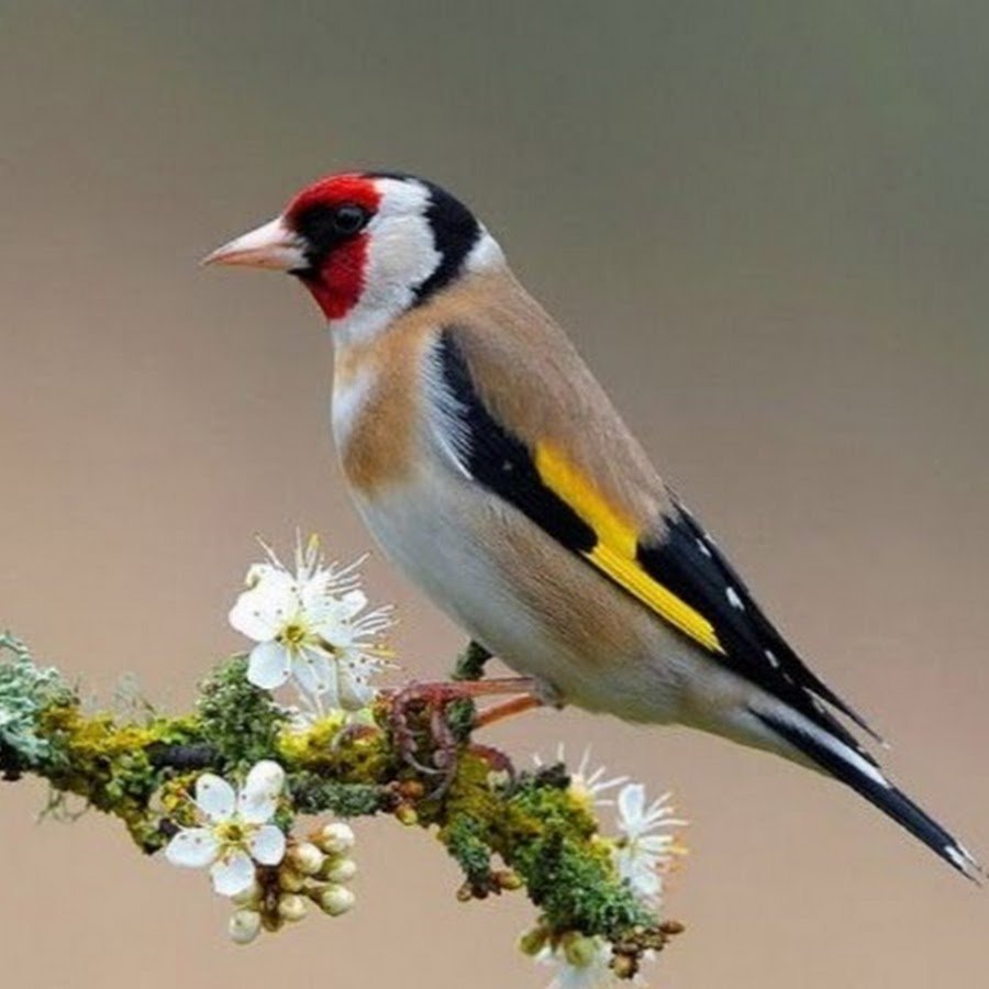 Земляничный щегол