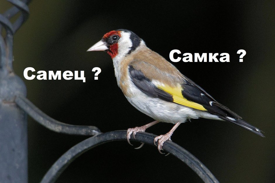 Щегол самка и самец