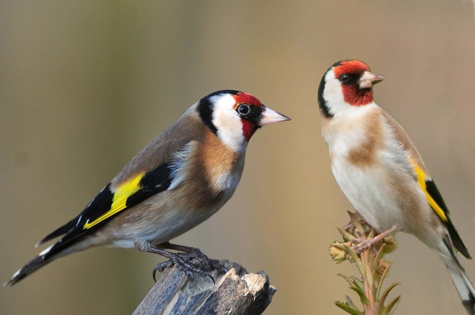 Красноголовый щегол фото