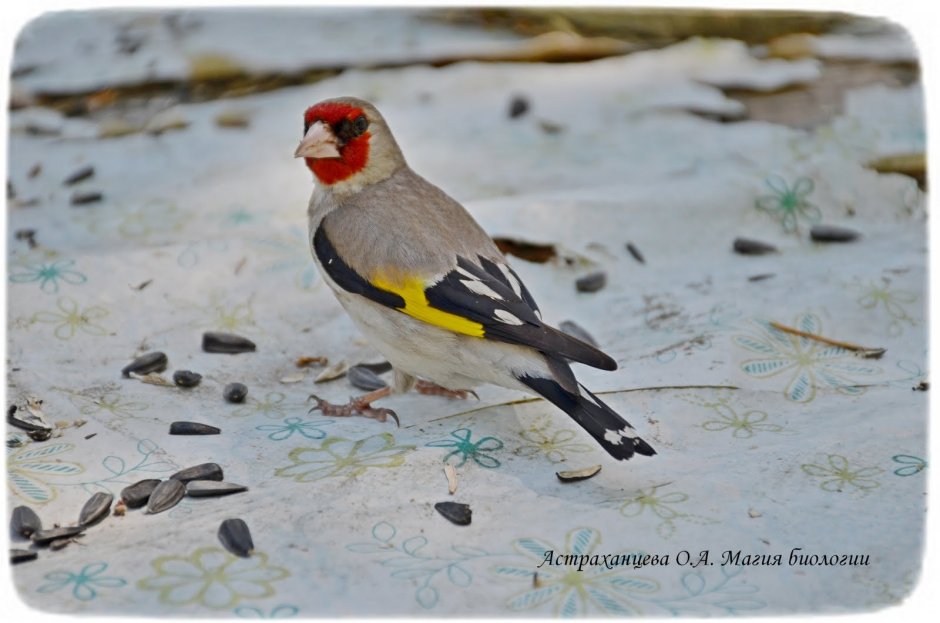 Черноголовый щегол пение