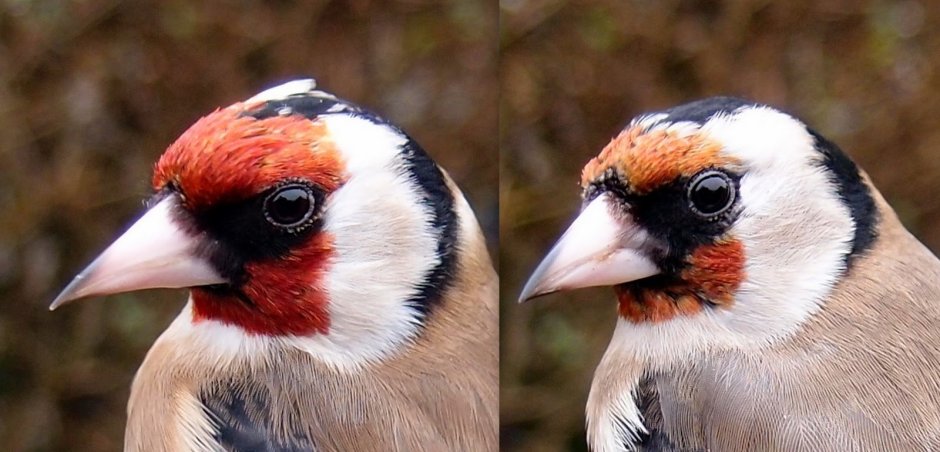 Отряд Воробьинообразные щегол