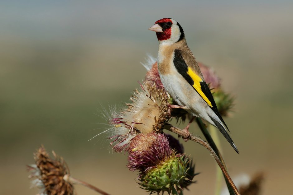 Щегол мотивация