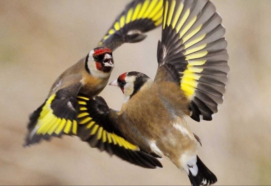 Черноголовый щегол самка и самец