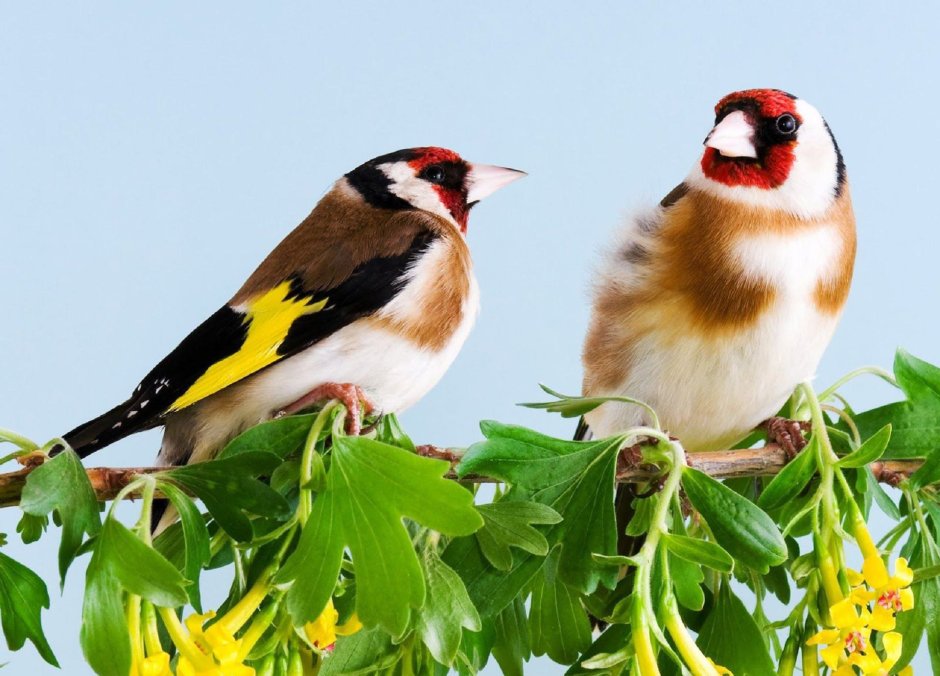 Черноголовый щегол самка