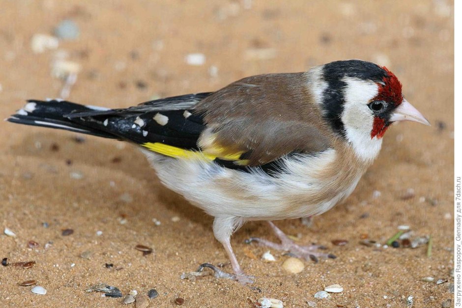 Щегол Эстетика