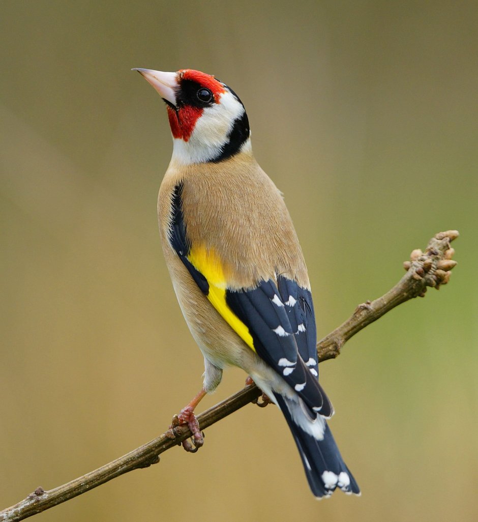 Щёголь и щегол