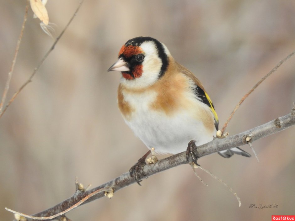 Щегол птица самка