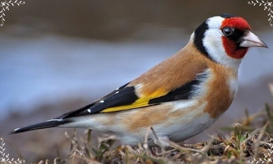 Снегирь обыкновенный щегол