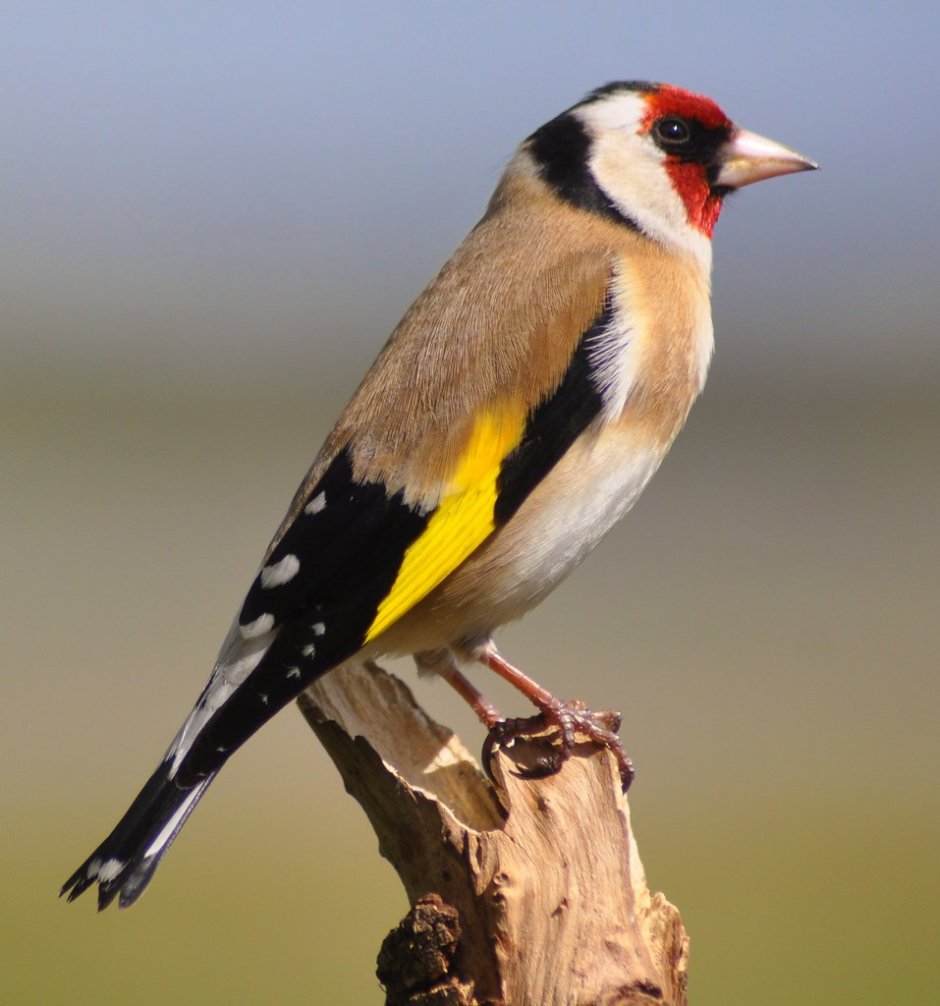 Щегол подлетает примета