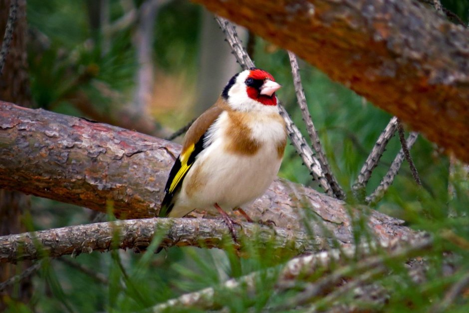 Белобородый щегол