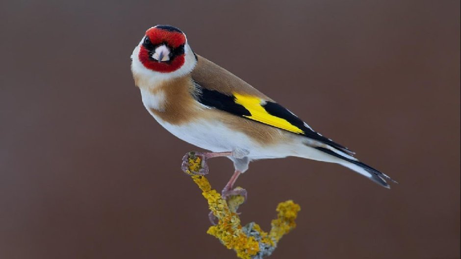 Черноголовый щегол самец