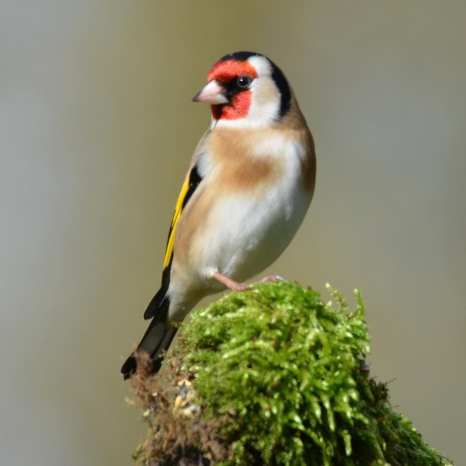 Птенец щегла слеток