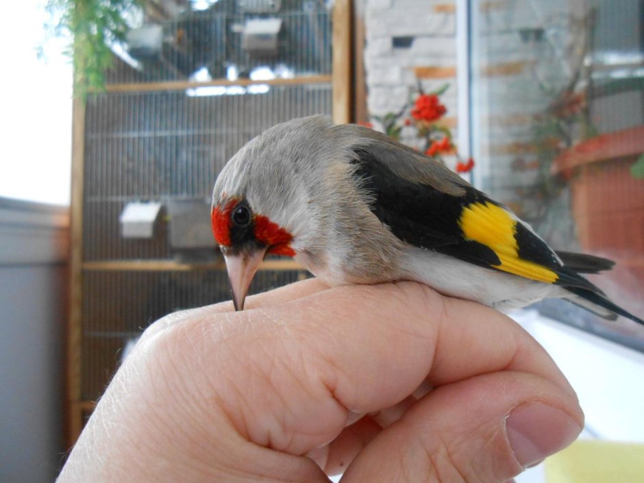 Седоголовый щегол в клетке