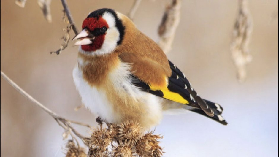 Щегол Автор