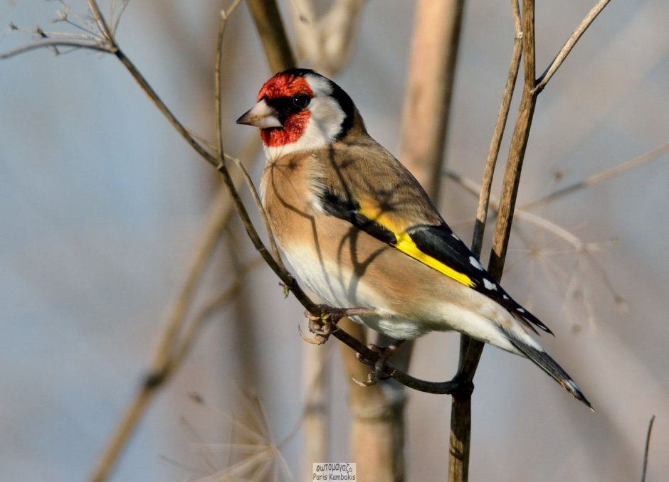 Щегол гибриды в природе