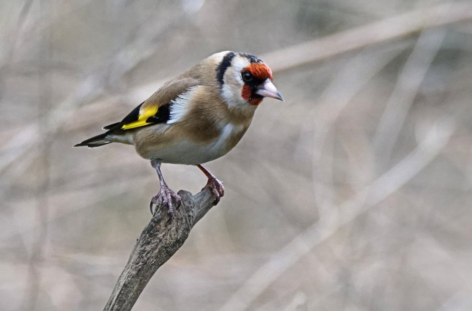 Репейник птица