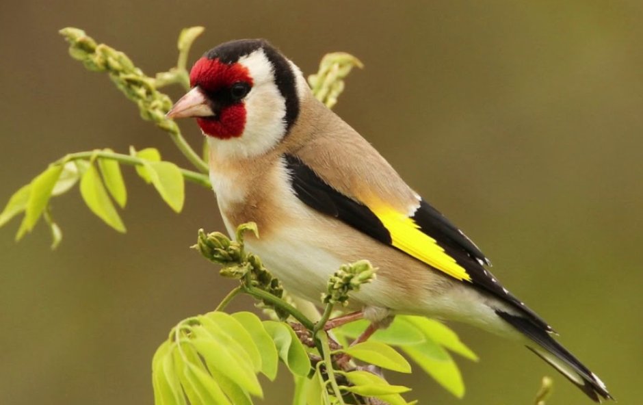 Белый щегол