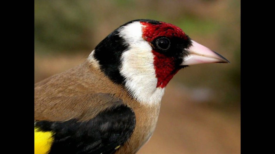 Щегол Огневик