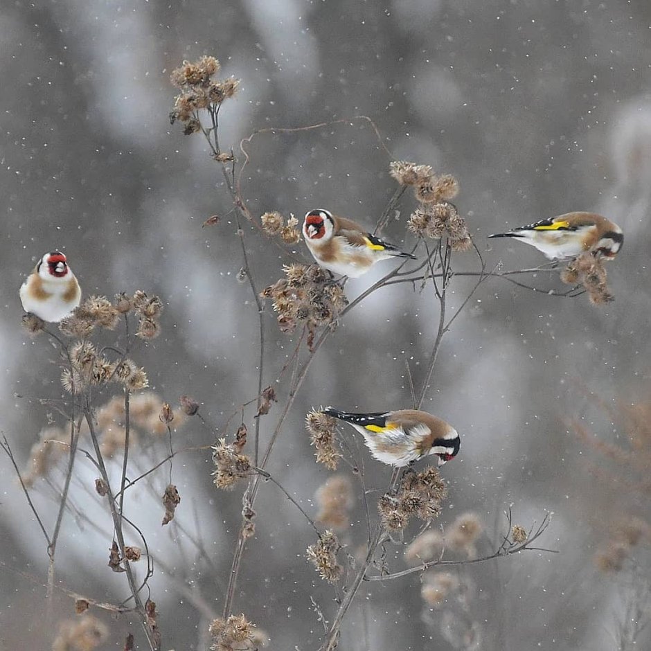 Щегол обыкновенный птица