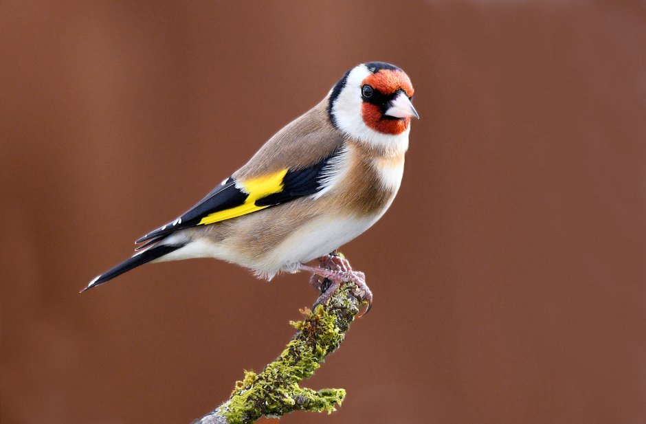 Щегол в полете