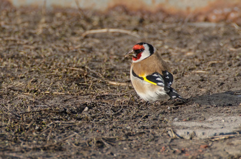 Птичка вьюрок певчая