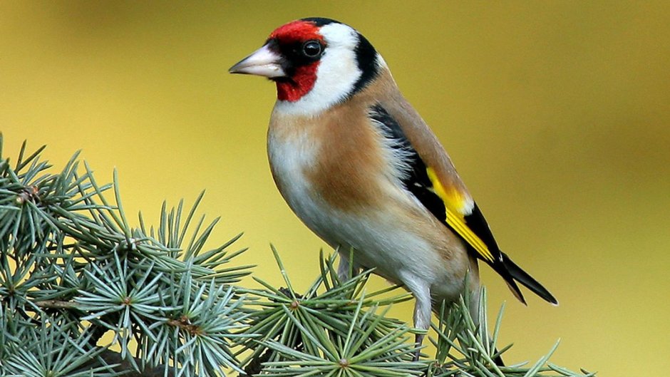 Щегол Березовик