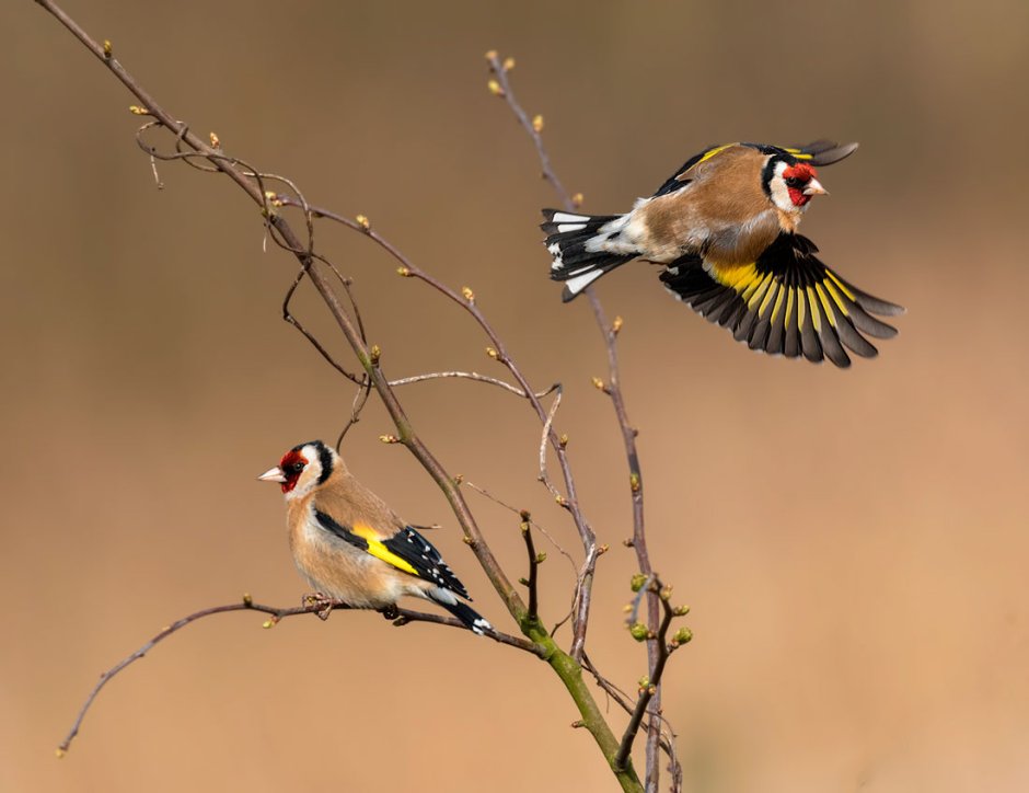 Самка щегла обыкновенного