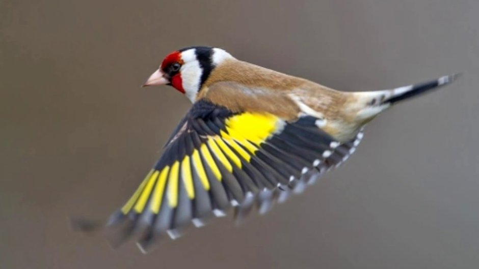 Щебетал щегол и щелкал