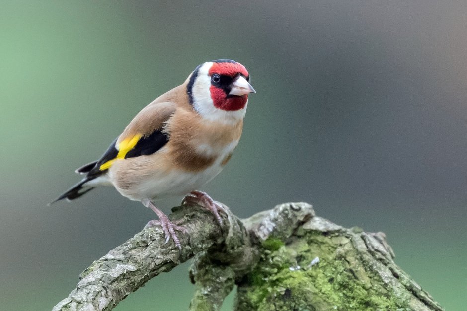 Щегол птица самка