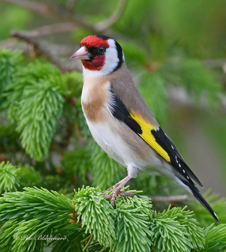 Щегол Крымский