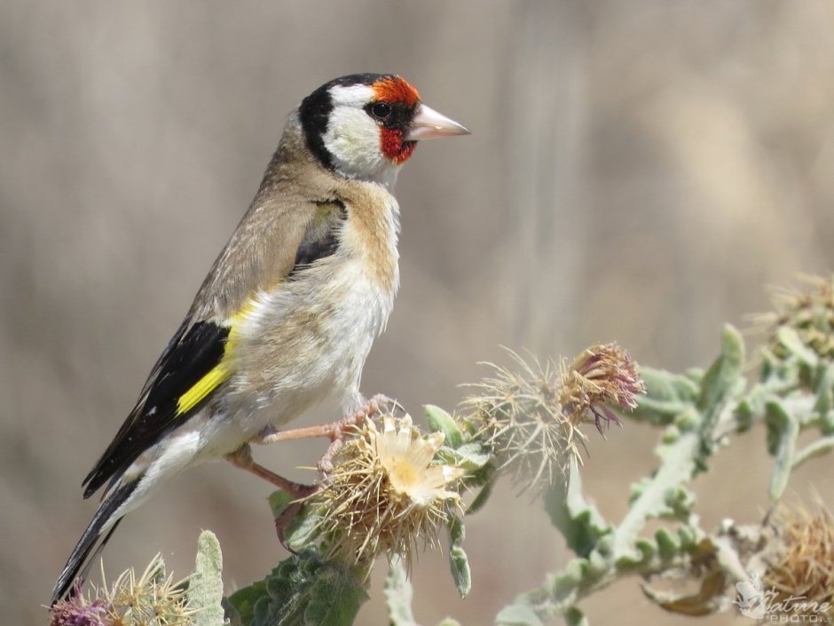 Щегол и Щеглята
