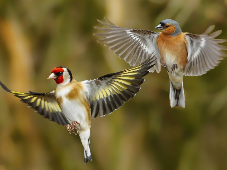 Щегол на ветке с шипами
