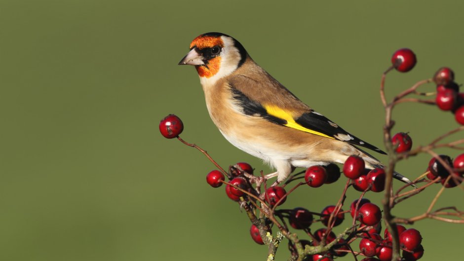 Щёголь и щегол