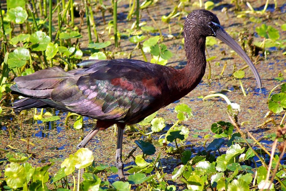 Каравайка (Plegadis falcinellus)