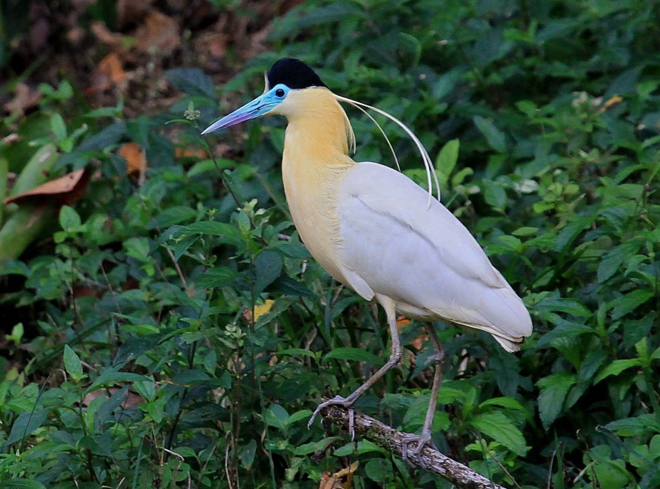 Pilherodius pileatus