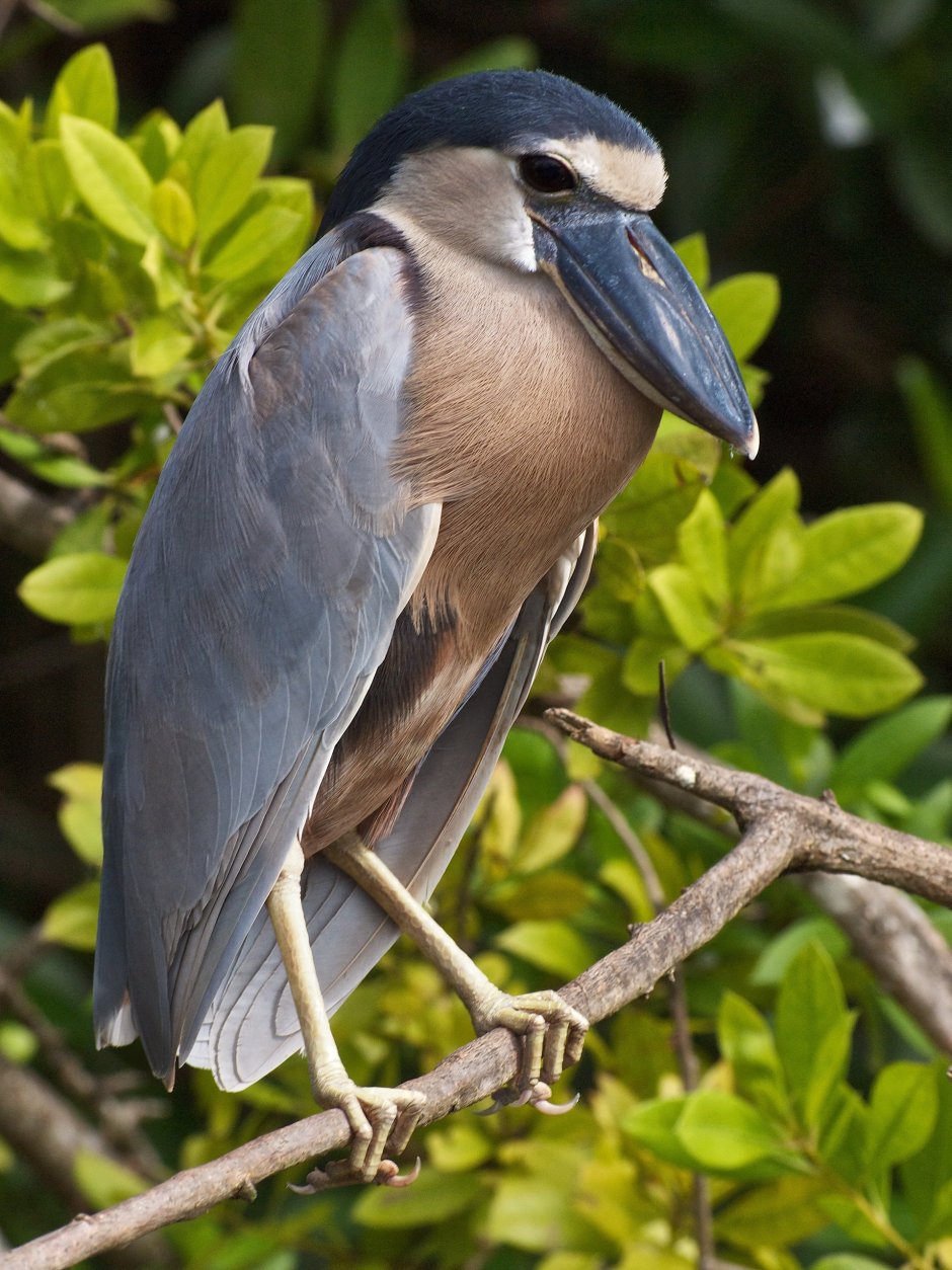 Cochlearius cochlearius