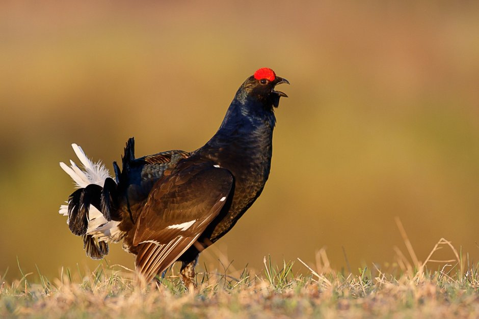 Чернобрюхий Глухарь Tetrao urogallus Major