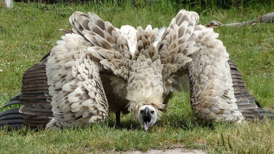 Глухарь (Tetrao urogallus)