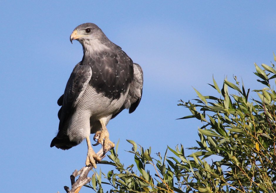 Дикуша (Dendragapus Falcipennis)