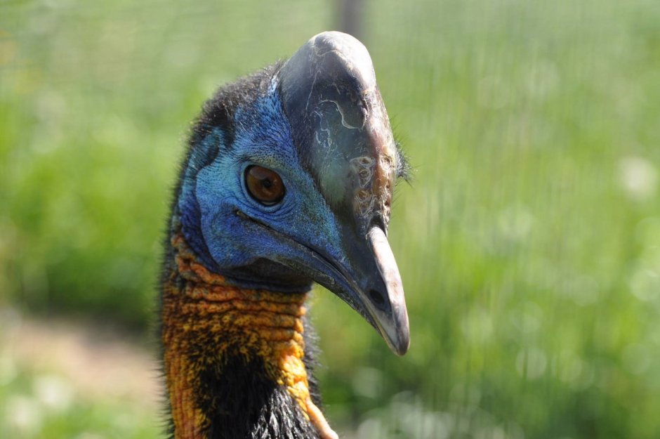 Casuarius casuarius