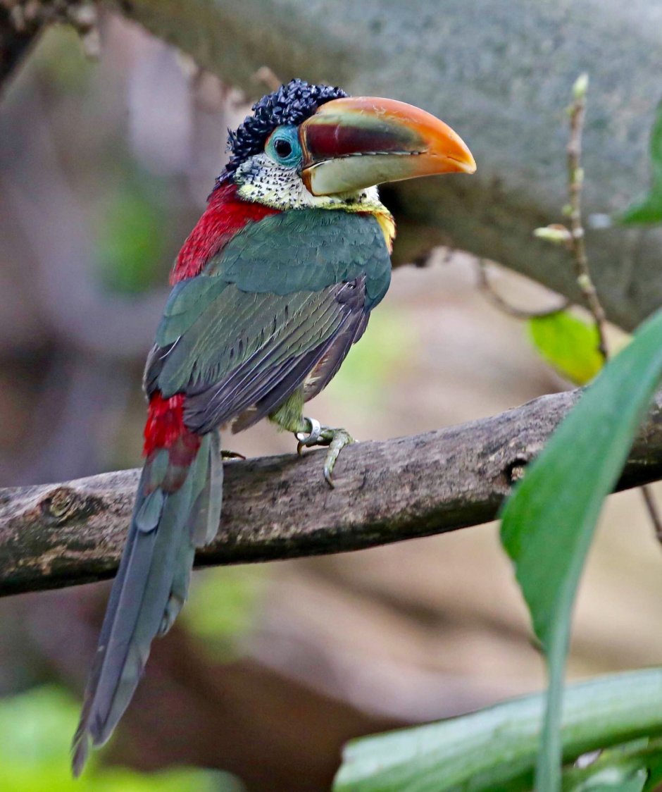 Pteroglossus beauharnaesii