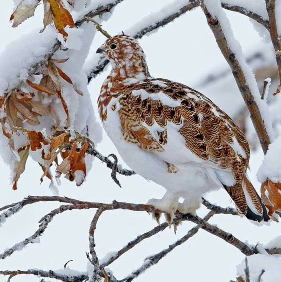 Снегирь птички зимующие